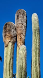 2024-01-GranCan-Jardin_de_la_Marquesa-071.jpg